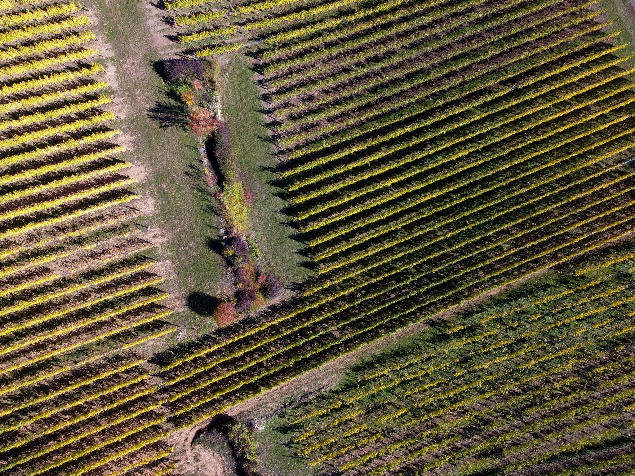 Vue aérienne de rangs de vigne traversés par un chemin dans le paysage alsacien