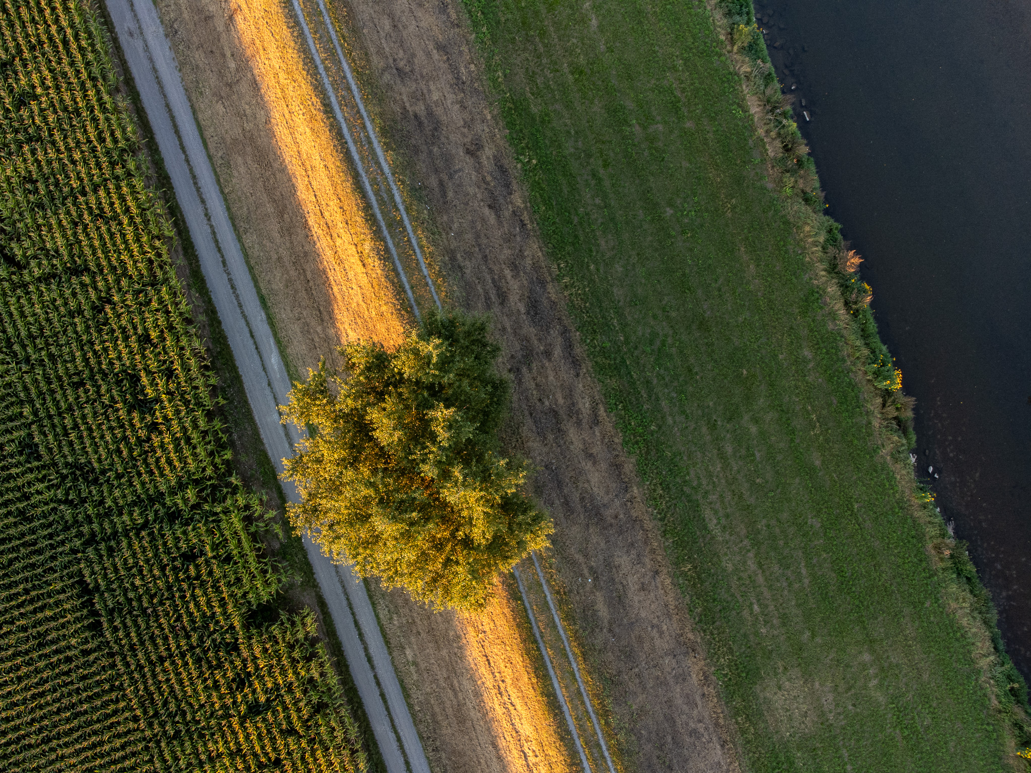Vue verticale d’un arbre isolé au bord d’une voie entre plusieurs parcelles agricoles