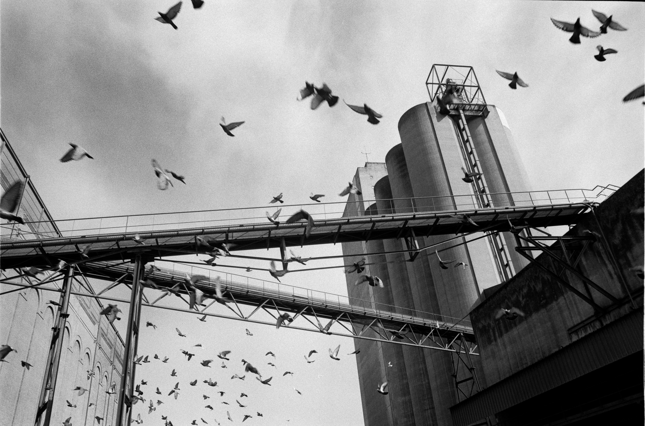 Silos industriels du Port autonome de Strasbourg traversés par un vol d’oiseaux