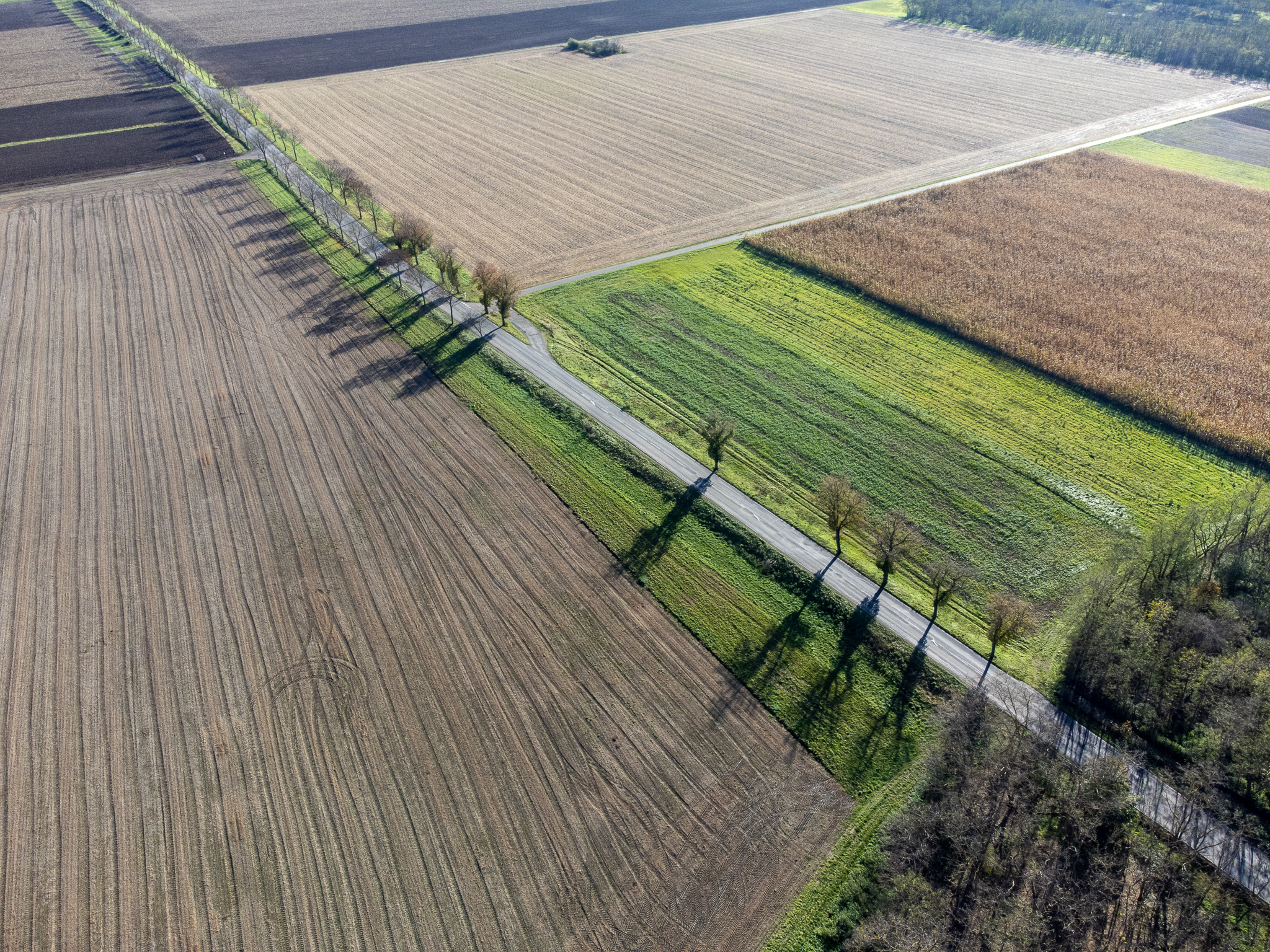 Parcelles agricoles traversées par une voie bordée d’arbres aux longues ombres, vues depuis les airs