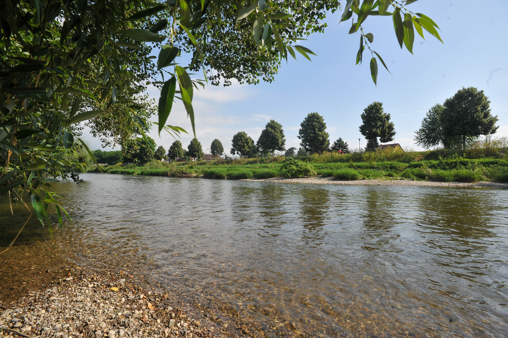 L’Ill s’écoulant entre des bancs de galets et des berges couvertes de végétation