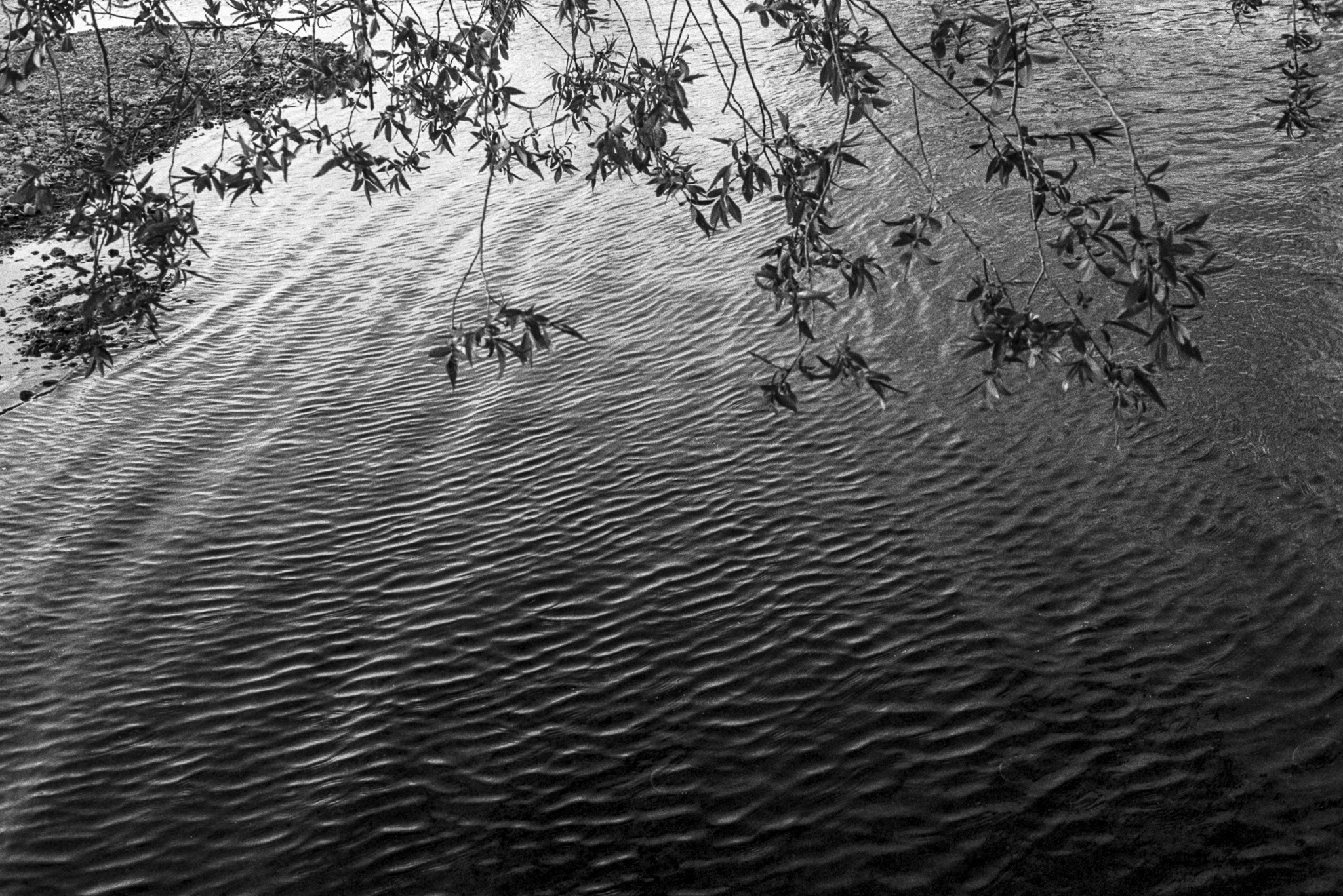 Branches fines surplombant la surface sombre d’une eau parcourue de légères ondulations