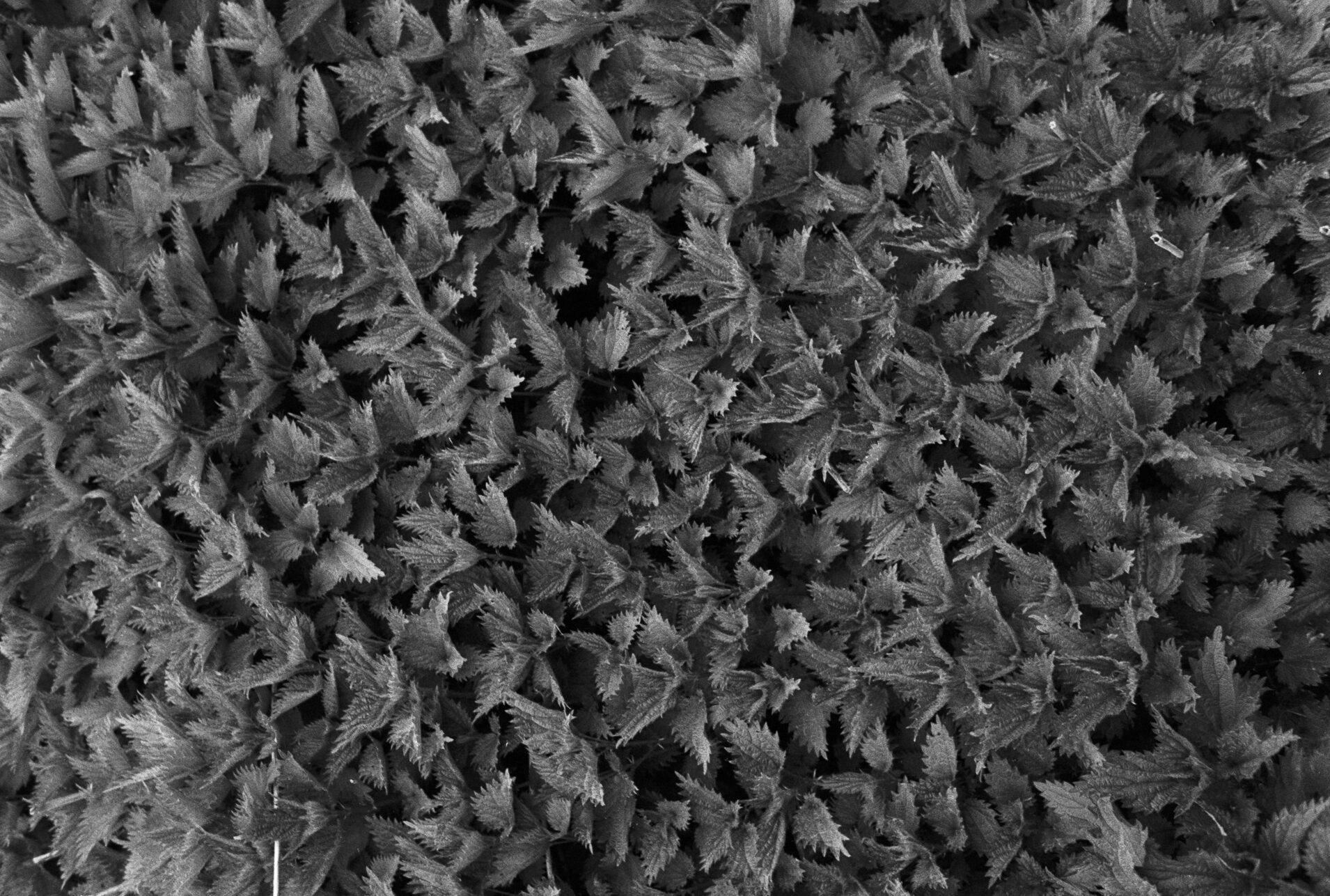 Ensemble dense d’orties formant une masse végétale serrée et envahissante