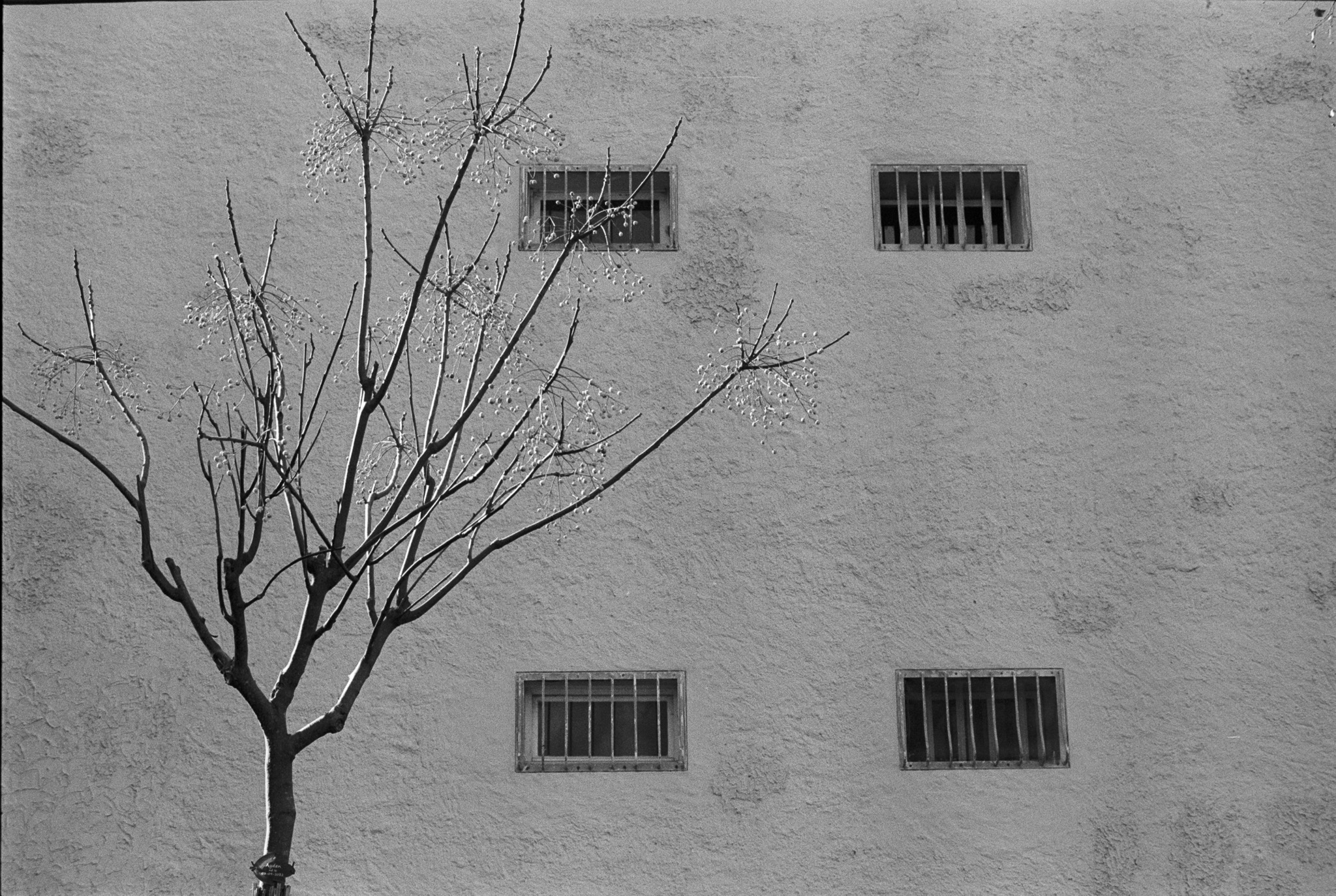 Arbre sans feuilles devant un mur clair percé de petites fenêtres grillagées à Colmar